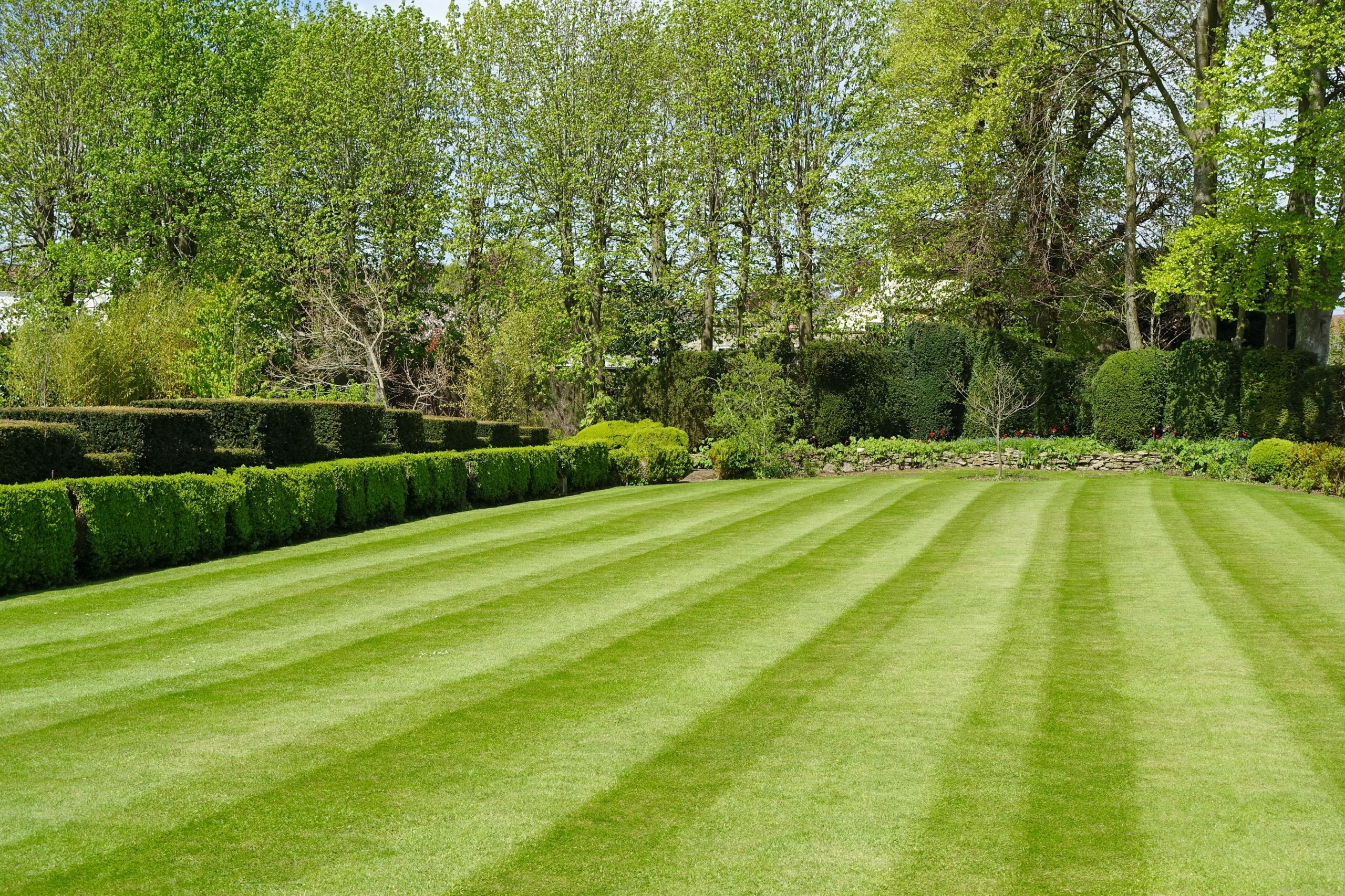 Why Lawn Care Is More Important Than You Think LawnTreat(04)